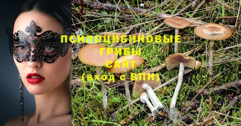 hydra рабочий сайт  хочу   Демидов  Псилоцибиновые грибы Psilocybine cubensis 